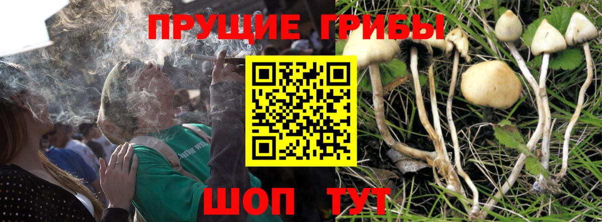 Богданович  Псилоцибиновые грибы MAGIC MUSHROOMS  Вход с VPN 